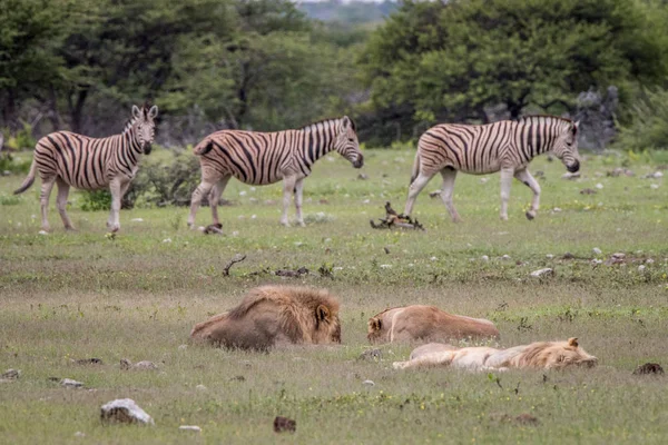 Pride of Lions sleeping in front of Zebras.