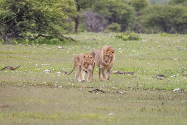 Apareamiento pareja de Leones caminando en la hierba . — Foto de Stock