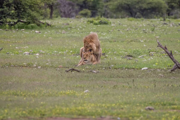 Löwenpaar paart sich im Gras. — Stockfoto