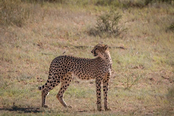 Cheetah olhando para trás na grama . — Fotografia de Stock