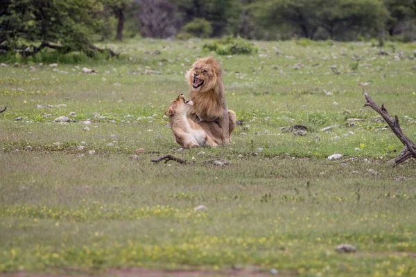 Lion couple mating in the grass.