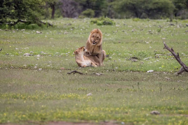 Casal de leão acasalando na grama . — Fotografia de Stock