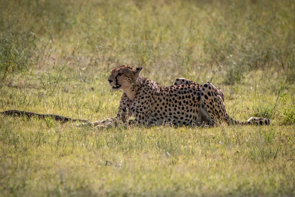 猎豹躺在草丛中卡拉哈迪. — 图库照片