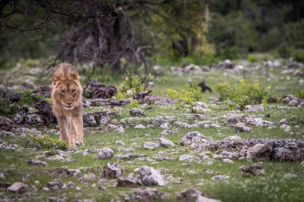 Mladý Lví samec v trávě. — Stock fotografie