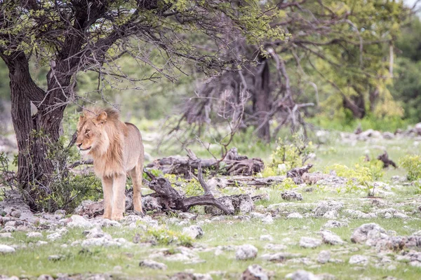 Jeune Lion mâle debout sous un arbre . — Photo