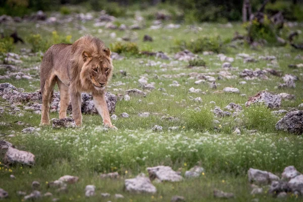 Tineri mascul leu de mers pe jos în iarbă . — Fotografie, imagine de stoc