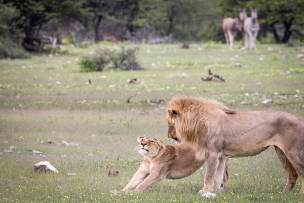 Apareamiento pareja de Leones de pie en la hierba . — Foto de Stock