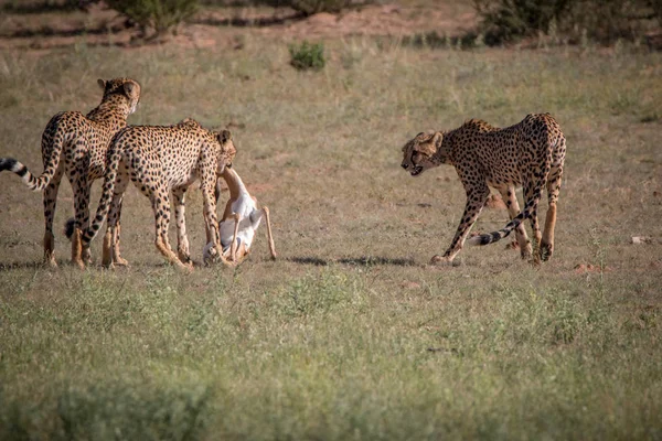 Cheetahs with a Springbok kill in Kgalagadi. — Stock Photo, Image