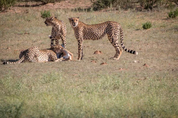 Gepardi s Springbok zabít v Kgalagadi. — Stock fotografie