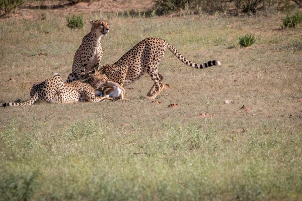 Gepardi s Springbok zabít v Kgalagadi. — Stock fotografie