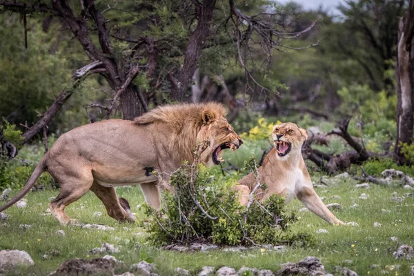 Λιοντάρι ζευγάρωμα ζευγάρι υποστηρίζοντας στο γρασίδι. — Φωτογραφία Αρχείου