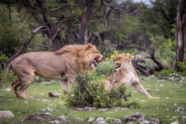 Löwenpaar streitet sich im Gras. — Stockfoto