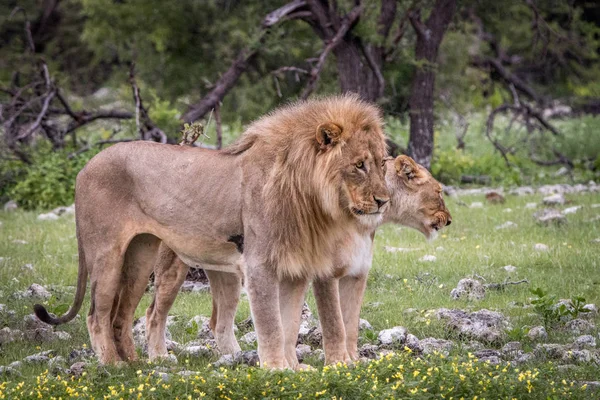 Lion împerechere cuplu în picioare în iarbă . — Fotografie, imagine de stoc