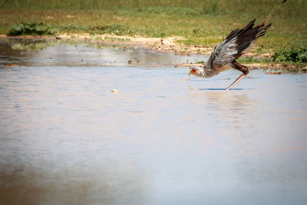 물 풀에서 마시는 비서 새. — 스톡 사진