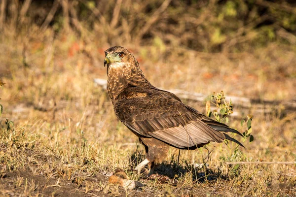 Juvenil Bateleur stående i gräset. — Stockfoto