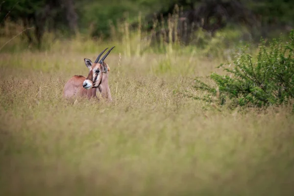 Side profile of a young Gemsbok.