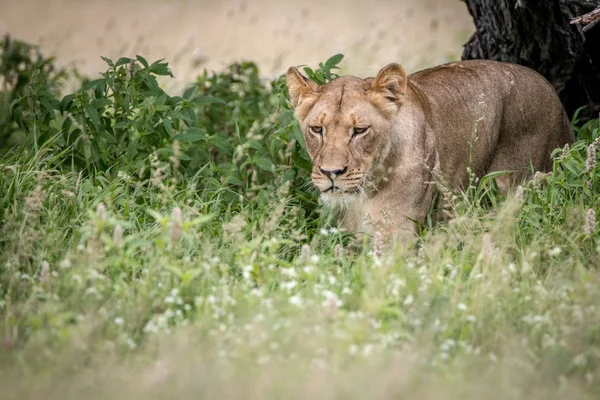 Lion marche vers la caméra dans l'herbe haute . — Photo