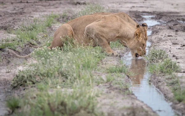 Lion drinking from a little pool of water.
