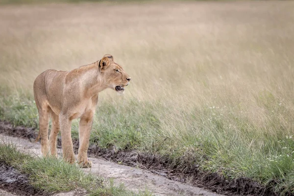 Lion marchant dans le sable du Kalahari . — Photo