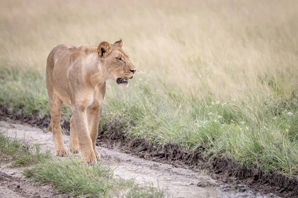 Leão caminhando na areia no Kalahari . — Fotografia de Stock