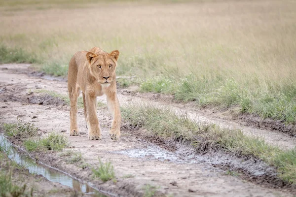 Leão caminhando na areia no Kalahari . — Fotografia de Stock