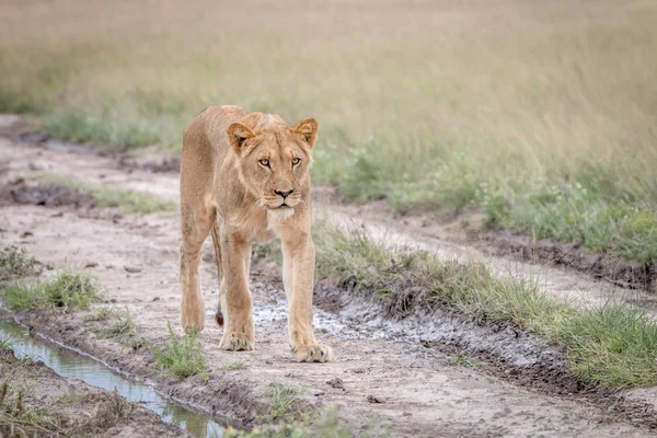 Leão caminhando na areia no Kalahari . — Fotografia de Stock