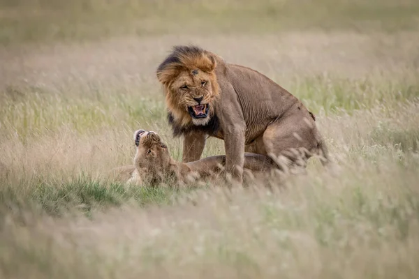 Λιοντάρι ζευγάρι ζευγαρώματος στην υψηλή χλόη. — Φωτογραφία Αρχείου