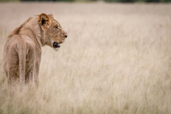 Лев, стоящий в высокой траве сзади . — стоковое фото