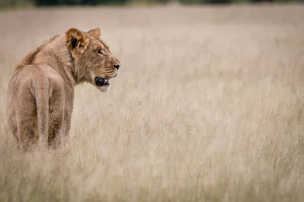 Lion standing in the high grass from behind. — Stock Photo, Image