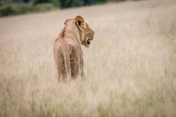 Lion debout dans l'herbe haute par derrière . — Photo