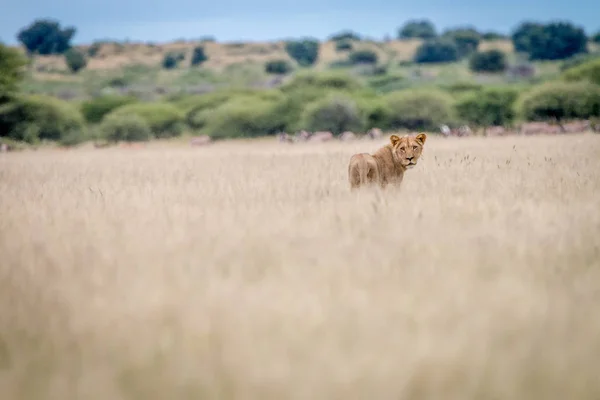 Lion standing in the grass and looking back. — Stock Photo, Image