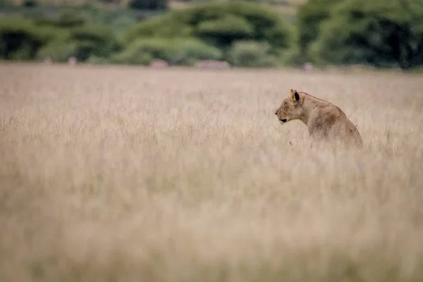 Προφίλ πλευρά του ένα λιοντάρι στο γρασίδι. — Φωτογραφία Αρχείου