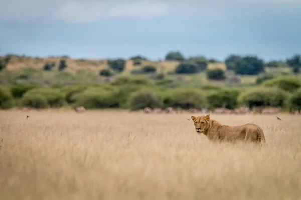 Sidoprofil av ett lejon i gräset. — Stockfoto