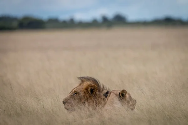 Löwenpaar legt sich ins hohe Gras. — Stockfoto