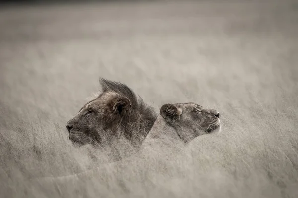 Couple d'accouplement de lion couché dans l'herbe haute . — Photo