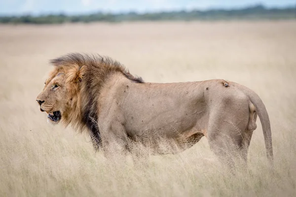 Profilo laterale di un grande leone maschio nell'erba . — Foto Stock