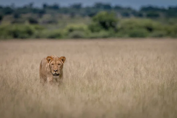 Leão em pé na grama alta . — Fotografia de Stock