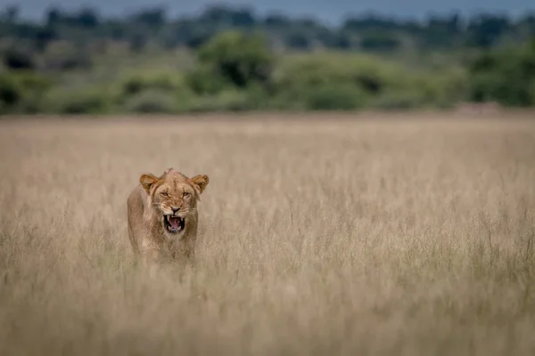 Lion yawning in the high grass. — Stock Photo, Image
