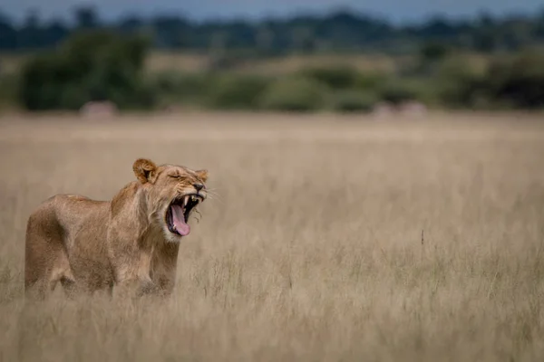 Leeuw in het hoge gras geeuwen. — Stockfoto