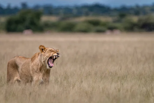 Löwe gähnt im hohen Gras. — Stockfoto