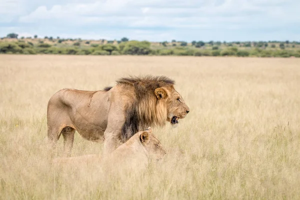 Couple d'accouplement de lion dans l'herbe haute . — Photo