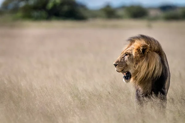 Yan profil büyük erkek aslan çim.