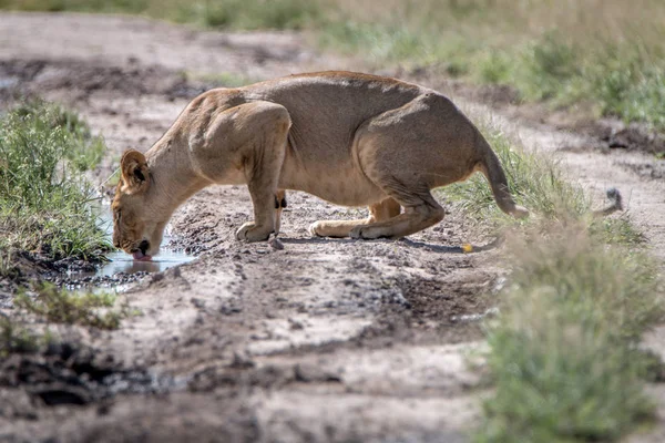 Löwe trinkt aus einem Wasserbecken. — Stockfoto