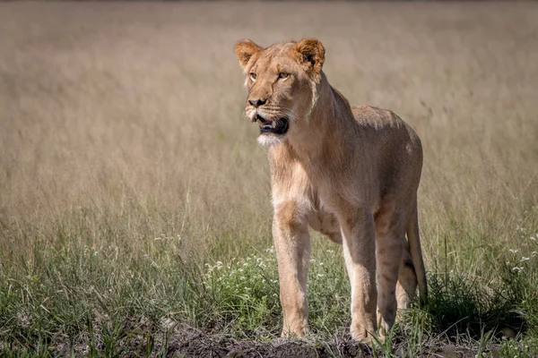 Lion debout dans l'herbe haute . — Photo