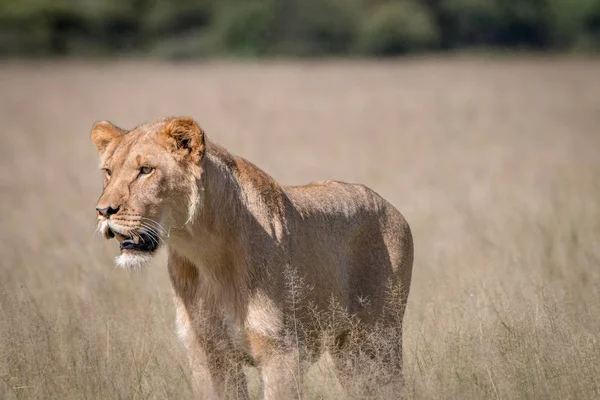 León de pie en la hierba alta . —  Fotos de Stock