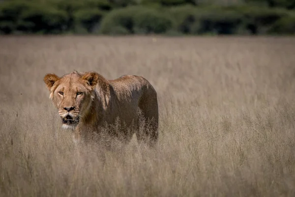 Lion staande in het hoge gras. — Stockfoto