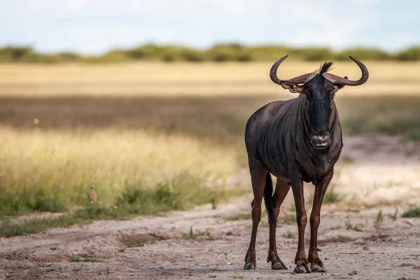 Blue wildebeest στέκεται στην άμμο. — Φωτογραφία Αρχείου