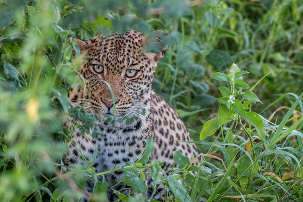 Bujkál a bokrok, a Kalahári-ban leopárd. — Stock Fotó