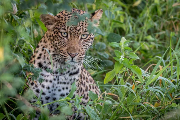 Leopard versteckt sich im Gebüsch der Kalahari. — Stockfoto