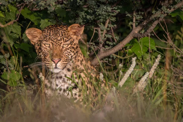 Leopard versteckt sich im Gebüsch der Kalahari. — Stockfoto